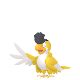 イキリンコ(イエローフェザー)